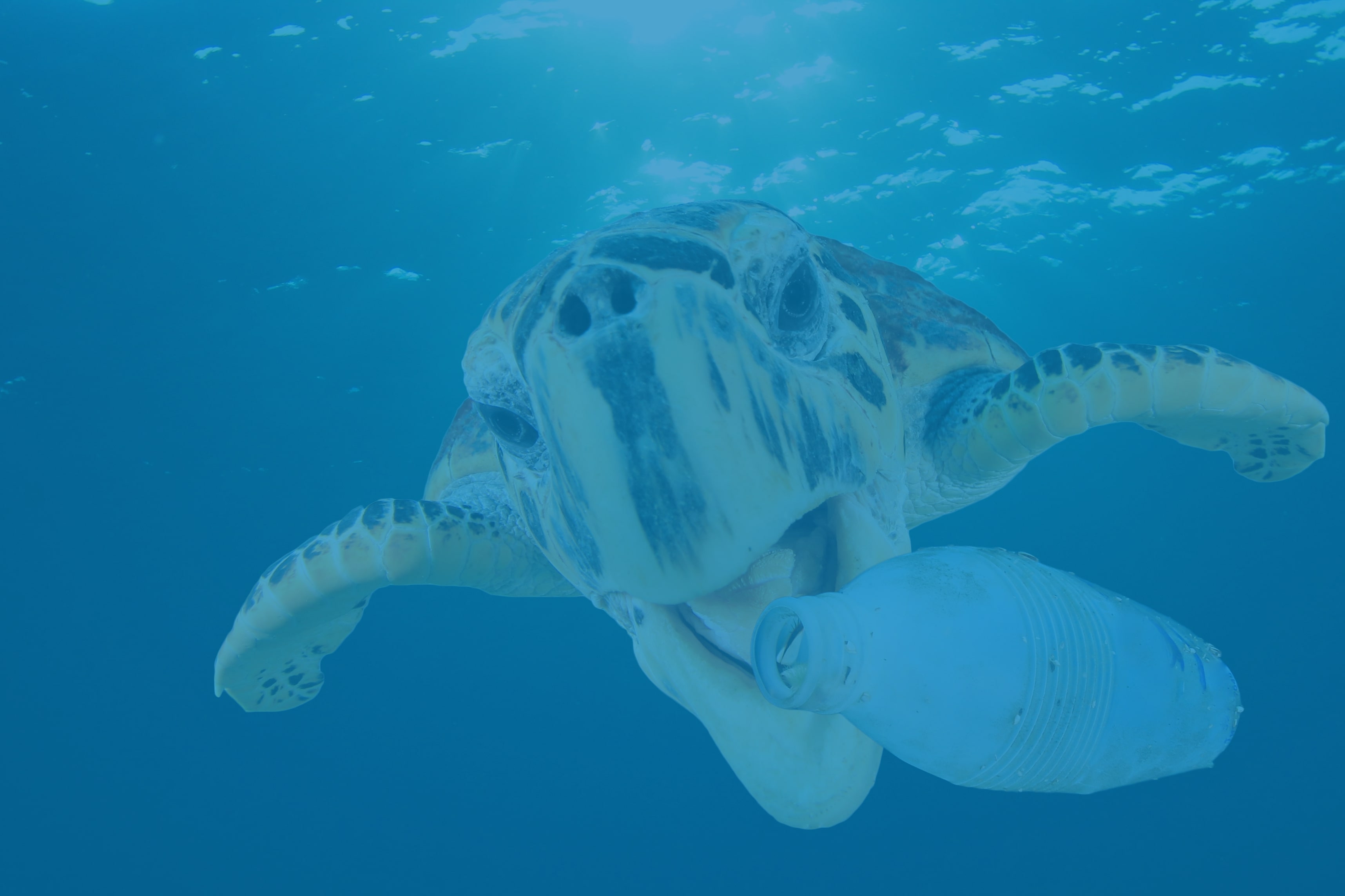 A turtle trying to eat a bottle of plastic